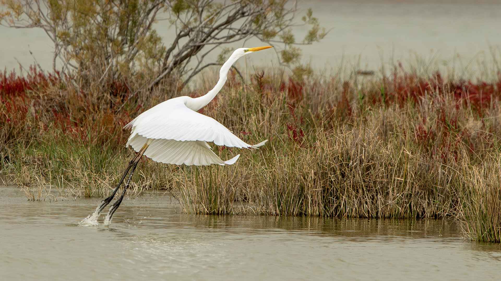 Great Egret